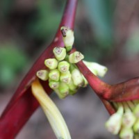 Heliconia psittacorum L.f.